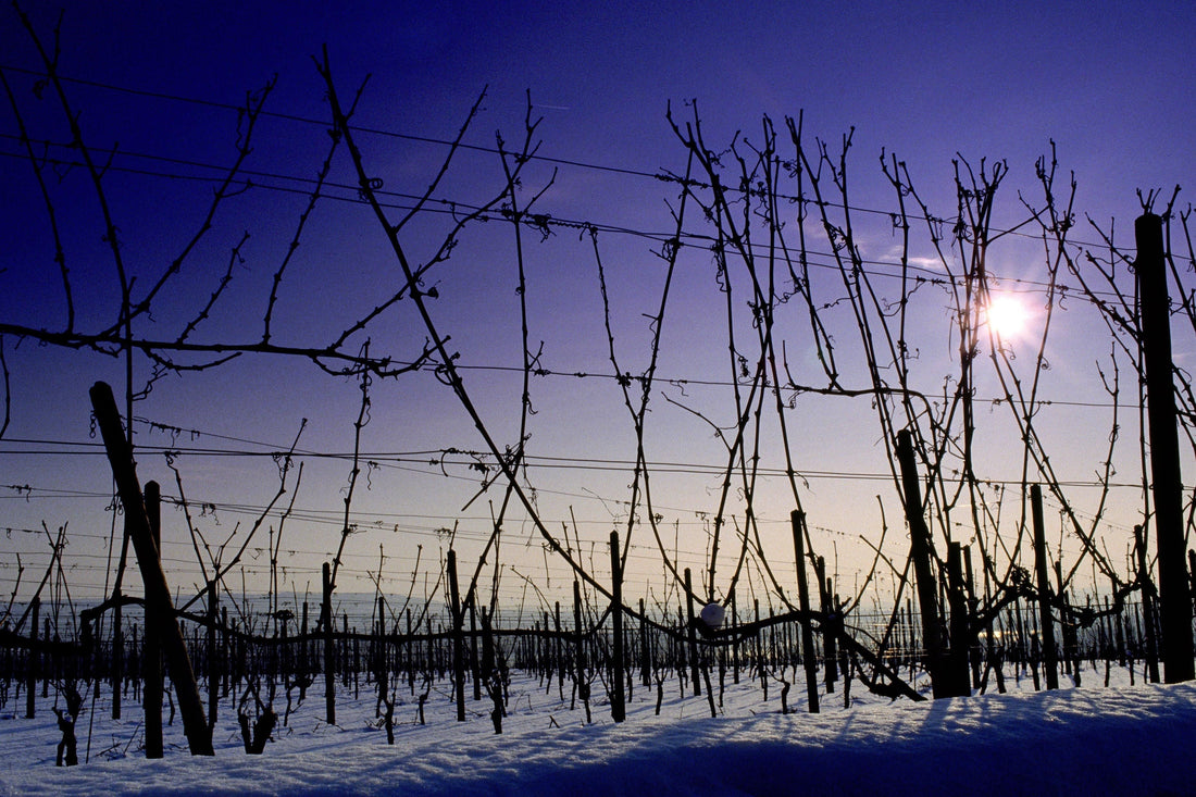 Winter-Weinwanderung in Sulzburg-Laufen