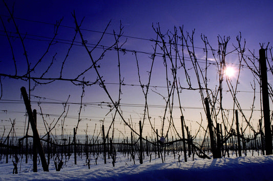 Winter-Weinwanderung in Sulzburg-Laufen
